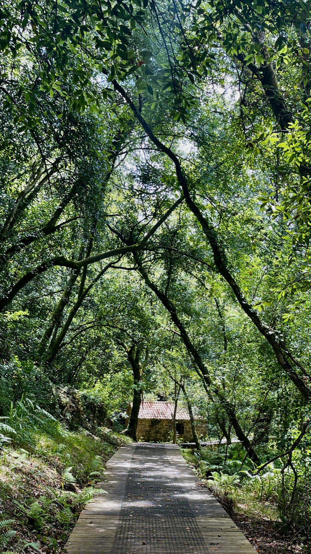 Sombreado paseo de madera por el bosque hasta el antiguo molino de agua